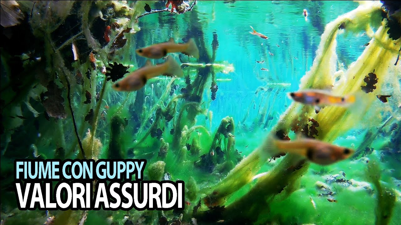 I Valori Assurdi del FIUME con Guppy e Platy