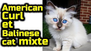 American Curl et Balinese cat Chat de race mixte by Chat Chien et Amis 108 views 11 months ago 6 minutes, 2 seconds