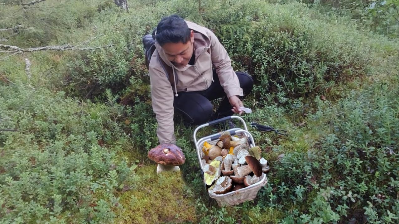 GIANT WILD MUSHROOM FORAGING! PENNY BUN! FUNGHI PORCINI! KING BOLETE! KABUTE. PICKING. COMPILATION.