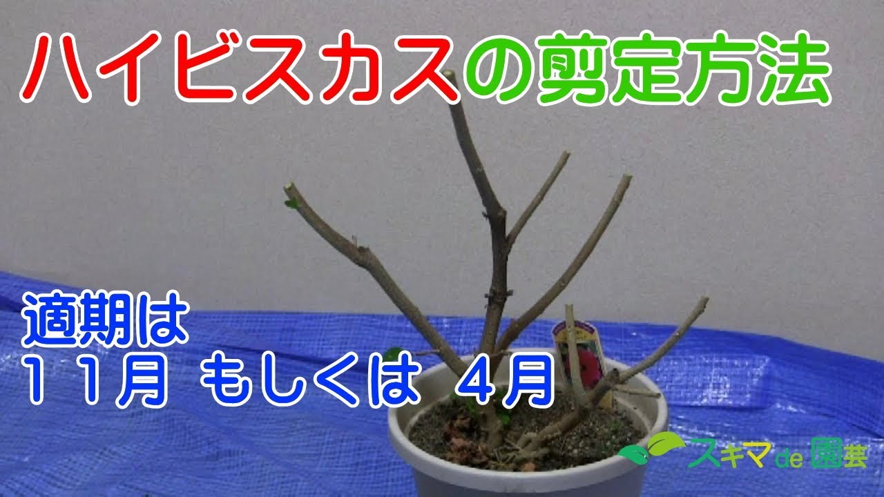 花木 鉢植えハイビスカスの剪定方法 スキマde園芸 Youtube
