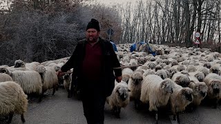 ULTIMUL PĂSTOR DIN JINA, SIBIU ÎN TRANSHUMANȚĂ - DOCUMENTAR EP.1