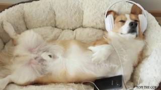 9GAG  Go Fun Yourself on Instagram  “Hope the hooman doesn't find out  🐶Follow @9gag     📹@topithe