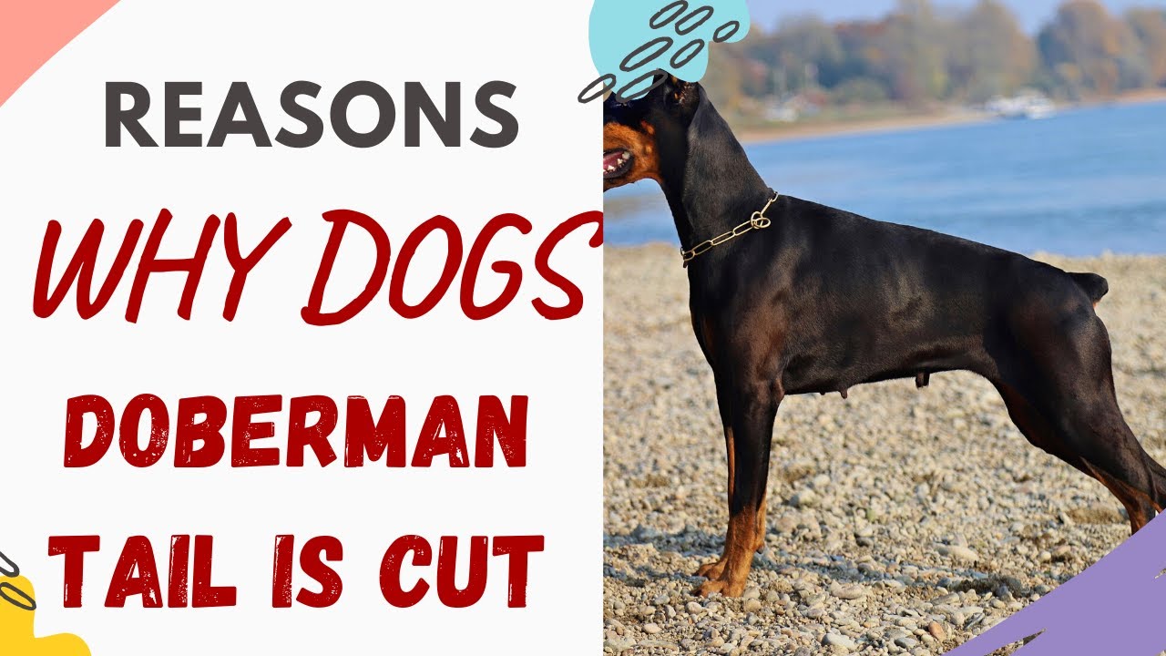 Why Do They Clip Doberman Tails? [Upd. 2 days ago]