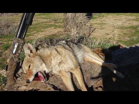 California Coyote Hunt 2-11-2019 Shotgun Kill