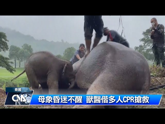 小象跌落坑 人類伸援手