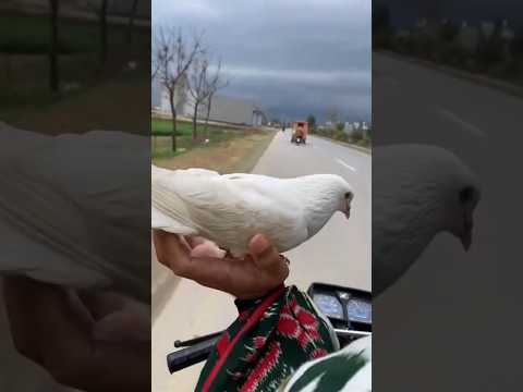 اصعب تدريب للحمام معجزه حرفيا