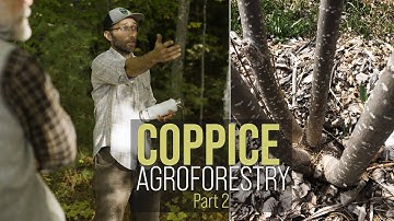 Coppice Agroforestry Workshop with Mark Krawczyk: Part 2