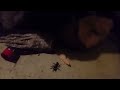 The Old Man Under the Stairs - Horror Short Film