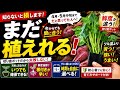 【まだ間に合う】サツマイモ苗、今からでも遅くありません。実は切り苗ポットが最強でした…