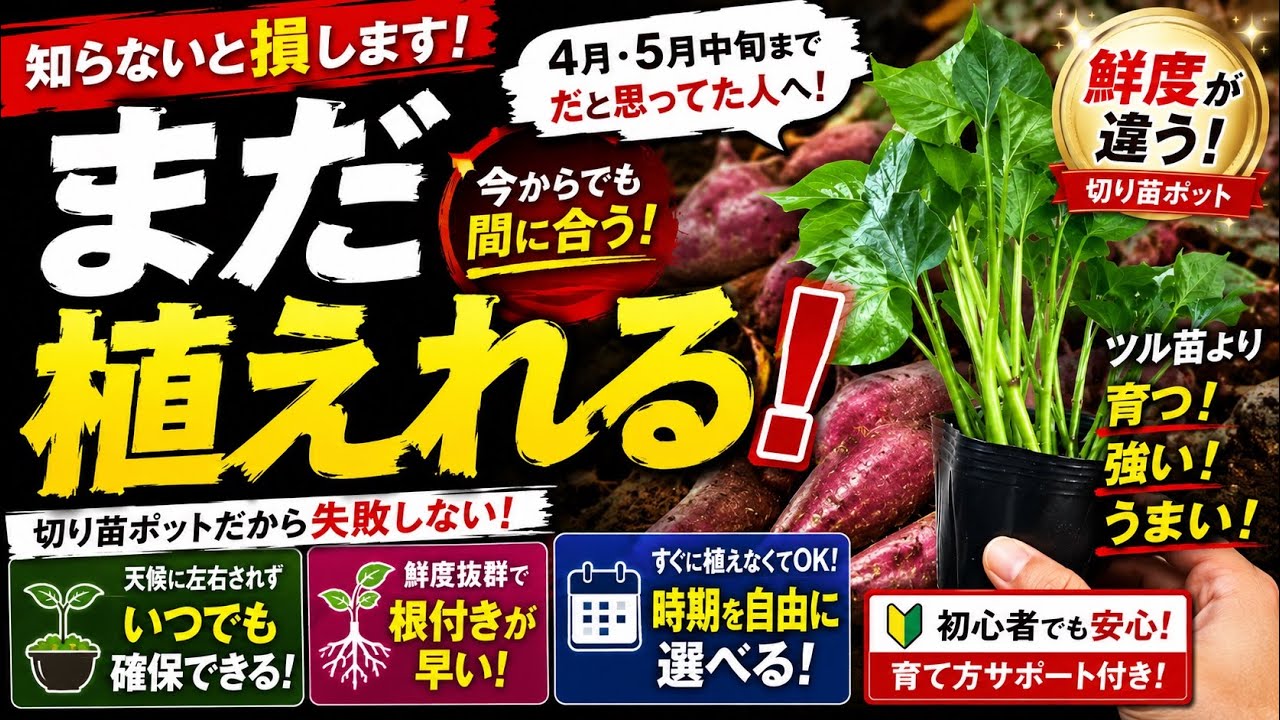 【まだ間に合う】サツマイモ苗、今からでも遅くありません。実は切り苗ポットが最強でした…
