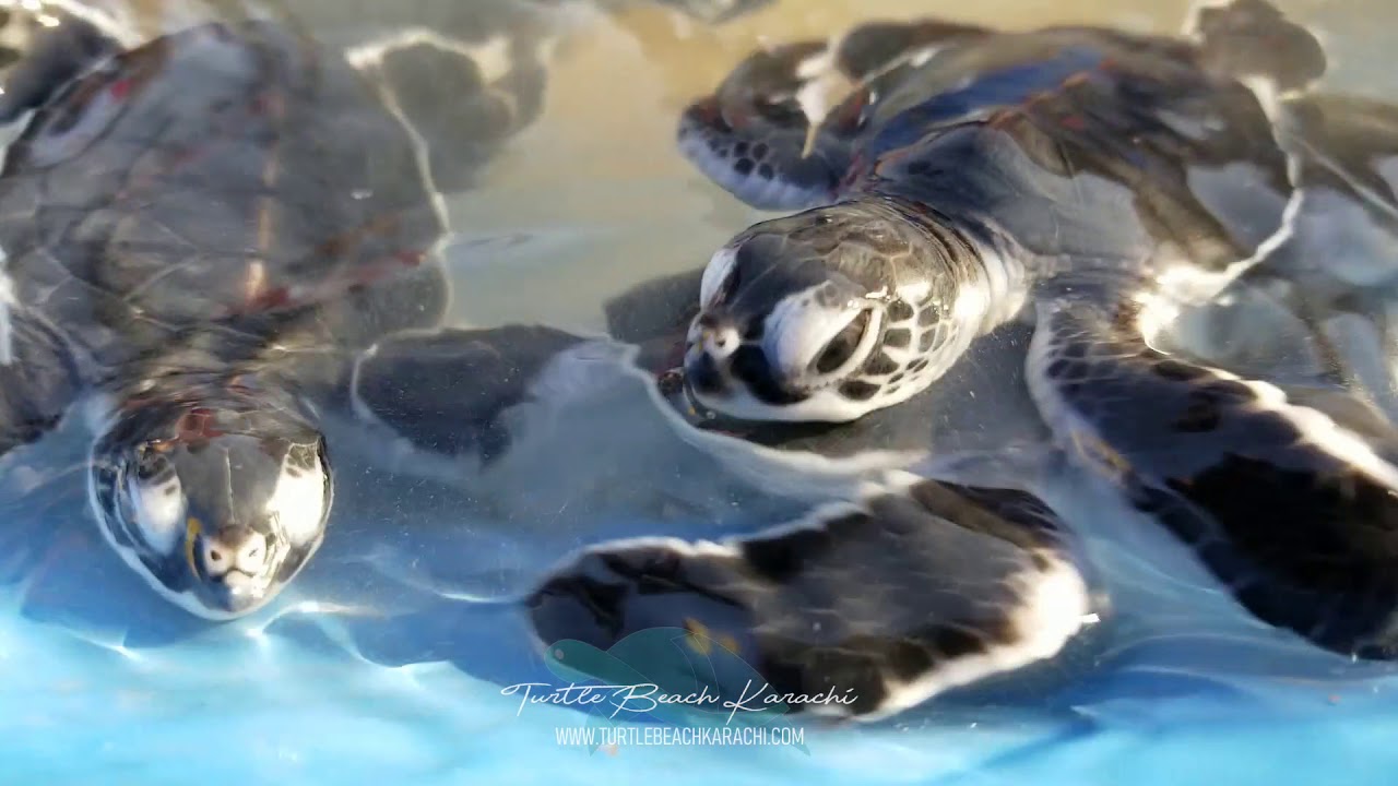 Green Sea Turtle in Pakistan - YouTube