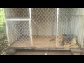 German Shepherd Dog| Rex is shy when she comes a new house German Shepherd Dog| Rex is shy when she comes a new house