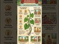 DRUG-GUDUCHI🌿✨️ #multivitamins #natural #natural