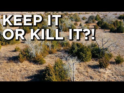 Video: Nachází se jelení postel v cedrových houštinách?