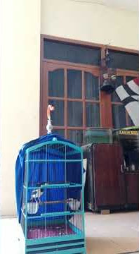 masteran jalak suren tembakan sadis