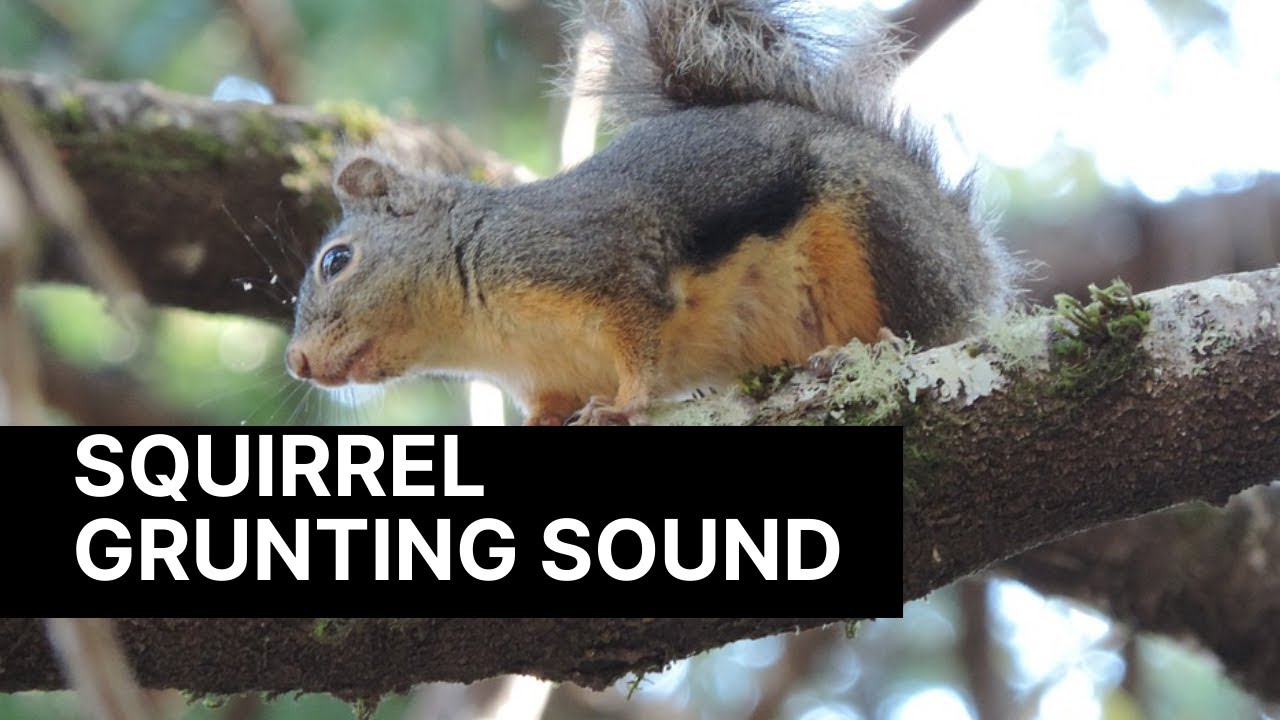 Squirrel Grunting Sound Sound Of Squirrel While Playing Squirrel squirrel-grunting-sound-sound-of-squirrel-while-playing-squirrel