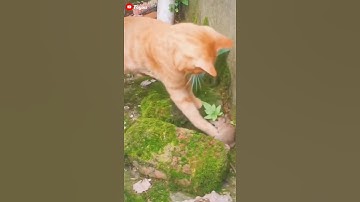 Is the mouse afraid when it sees the cat?