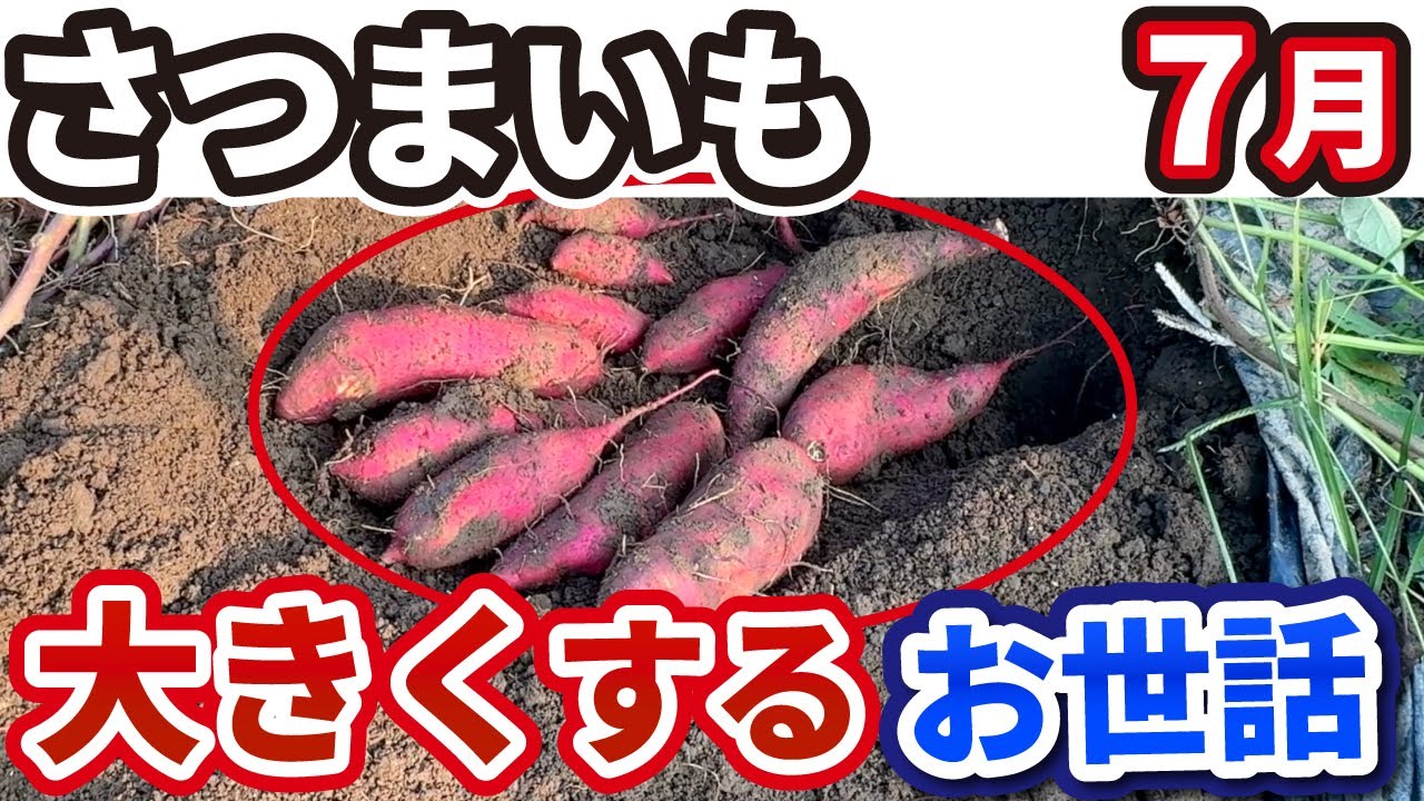 さつまいも】7月にかけて行うべき重要作業【4選】 - YouTube