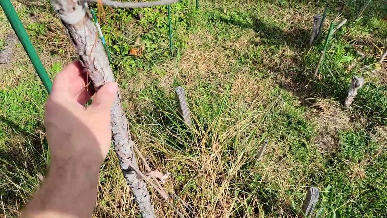 Slash Pine (pinus elliotii) growing in Zone 7a