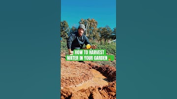 How Swales Make a Garden Successful! 💦