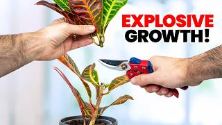 I Cut My Plant In Half…And This Happened