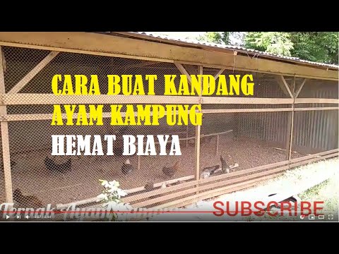 CARA BUAT KANDANG AYAM KAMPUNG PETELUR HEMAT BIAYA FARM