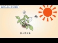小6理科　葉のでんぷんと日光の関係