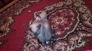Последний из шести. Котенок, мальчик от Масая и Бубастис. The last of six. Kitten Siamese (Thai). Последний из шести. Котенок, мальчик от Масая и Бубастис. The last of six. Kitten Siamese (Thai).