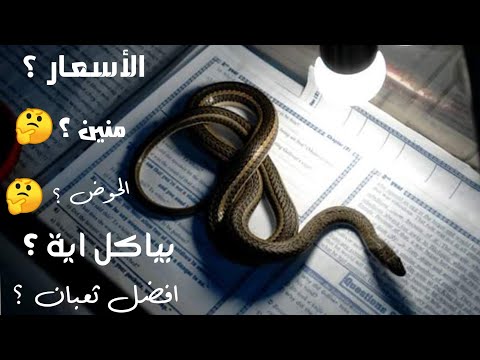 فيديو: كيف عادات اكل الثعبان؟