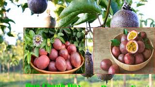 Learn English and Vietnamese about 100 fruits (part 1)_Học 100 loại trái cây (song ngữ anh việt).