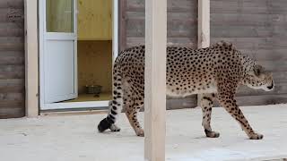 Cheetah Ichel went for a walk