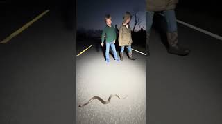 Harmless Water Snake in the EVERGLADES