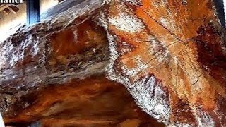 these are the characteristics of the oldest and largest wood in the world || sawmill screenshot 3