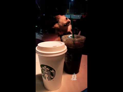 STARBUCKS KÖPEKLİ SNAP İNSTAGRAM SNAPLERİ