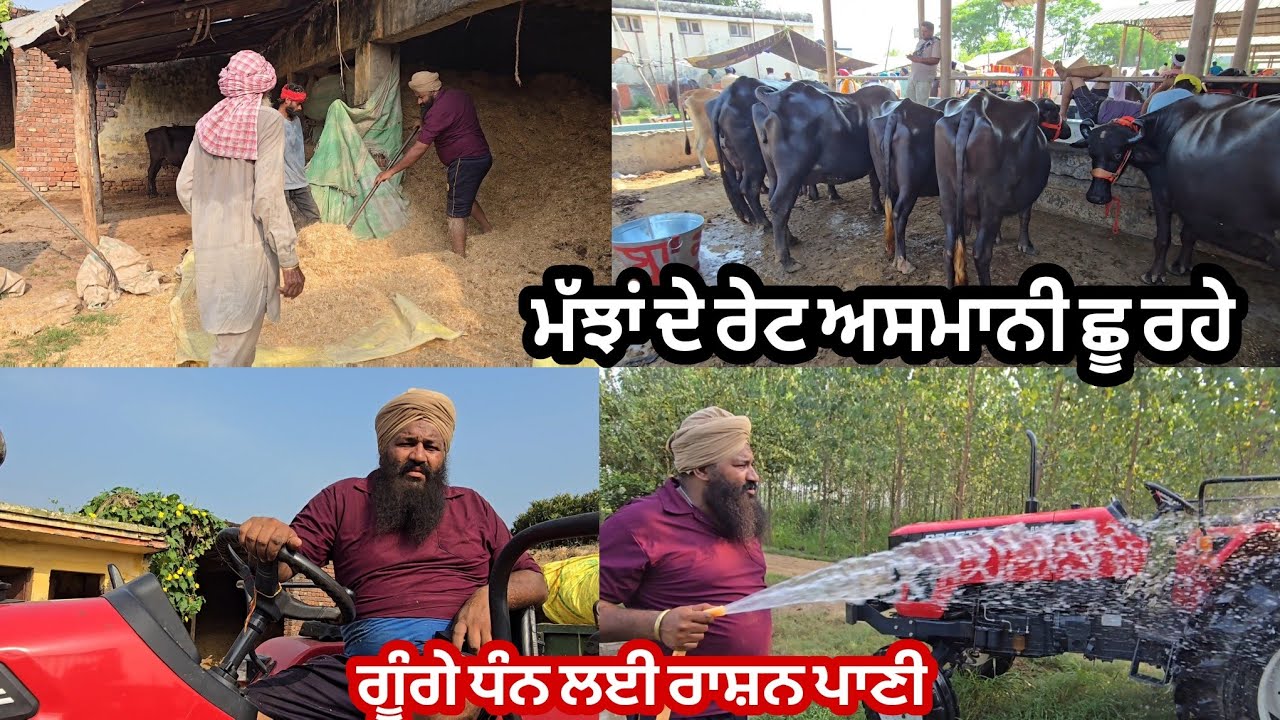 ਮੱਝਾ ਦੇ ਰੇਟ ਅਸਮਾਨੀ  // ਗੂੰਗੇ ਧਨ ਦੀ ਸੇਵਾ ਵੀ ਜਰੂਰੀ @karanmahalvideo 