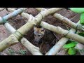 Survival Time: The First Wolf Deep Hole Trap | Wild Wolf Trap Work 100%