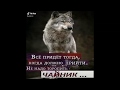 Цитаты волка из тиктока подборка #12