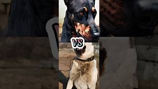 TURKISH KANGAL VS DOBERMAN,PITBULL,TIBETAN MASTIFF,ROTTWEILER(SPEED)