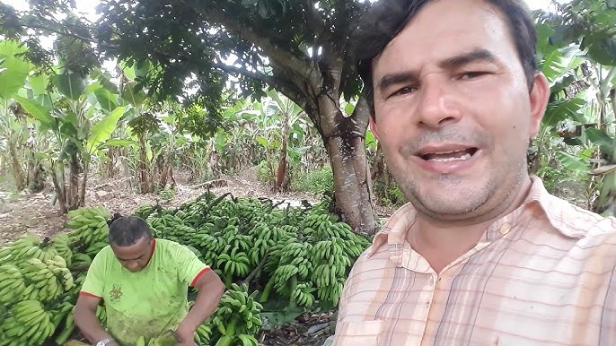 De onde vem o que eu como: banana tem família e até coração, Agro de gente  pra gente