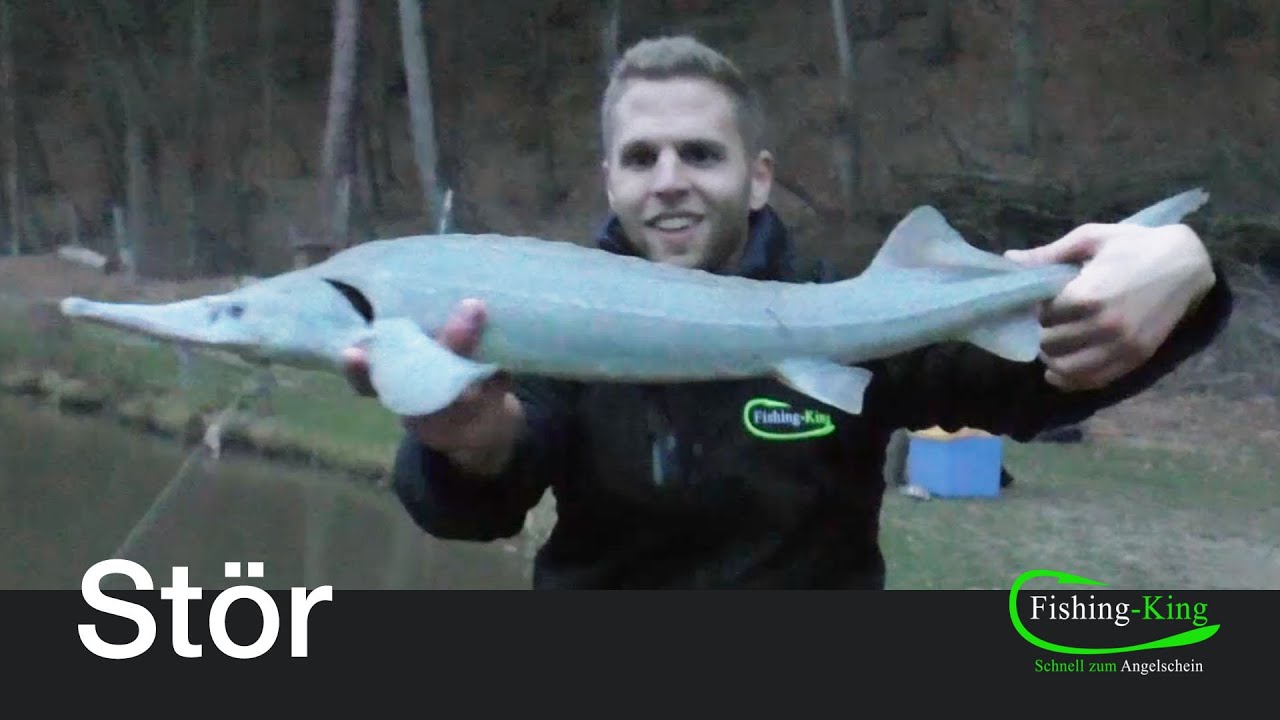 Stör-Angeln: So drillt man richtig | Fishing-King.de - YouTube