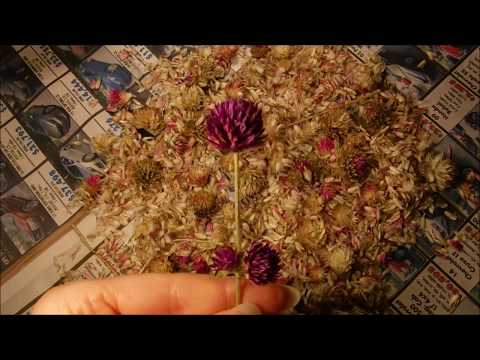 Video: Growing Globe Amaranth – Tipy pro péči o Globe Amaranth Flowers
