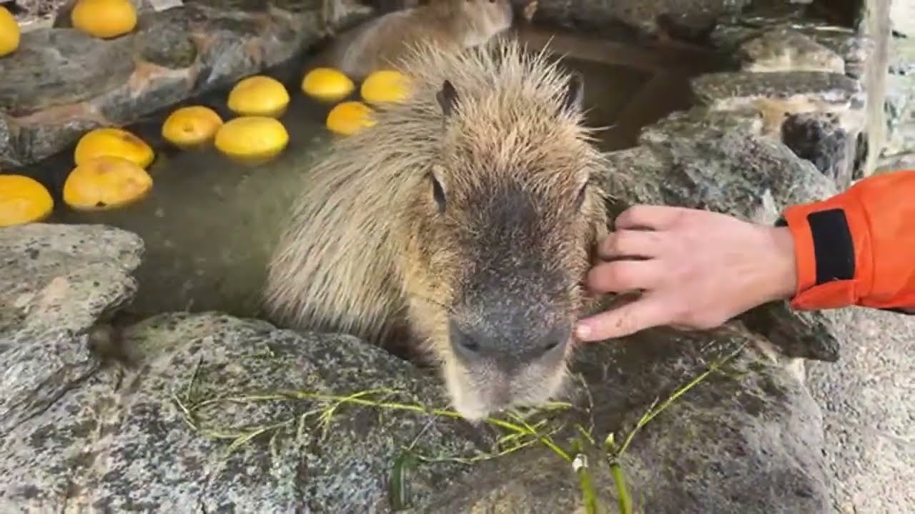 LIVE】カピバラの露天風呂capybara bath - YouTube