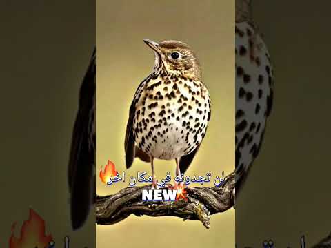 انتظرونا مع اقوى صوت لصيد السمن في الليل لن تجدونه في احدث المكنات Birds طيور لايك Explore 