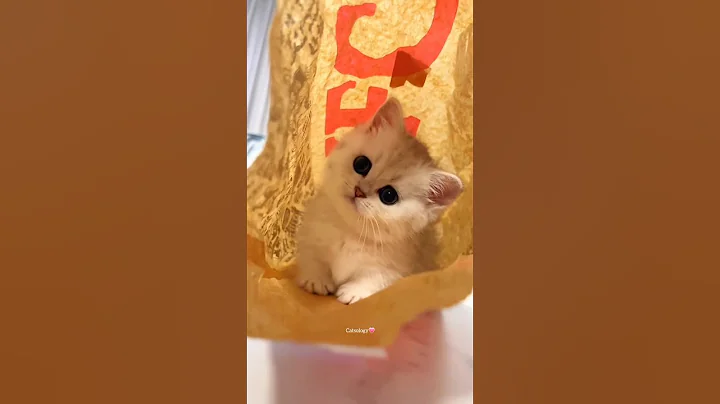 Watch the video about Unbox Baby Cat😻❤️#cat #kitten #cute #funny #shorts #Catsology26