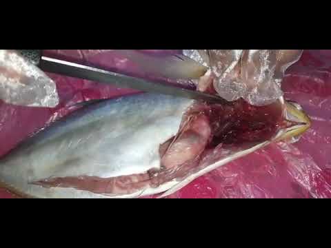 تشريح سمكه لطالبتي الرائعه ابتهال أيوب