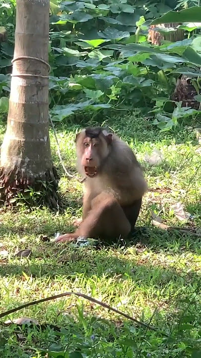 ‼️DETIK -DETIK BERUK AKAN MENYERANG⚠️WARNING⚠️
