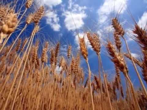 中島みゆき‐麦の唄　Cover XXkurage