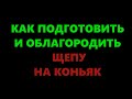 Как подготовить дубовые чипсы (щепу) к настаиванию