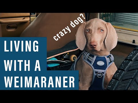 Video: Kan weimaranere være sorte?