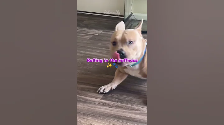 Sometime all you need is a good roll 🐕✨#dogcommunity #pets #dogs #doglovers